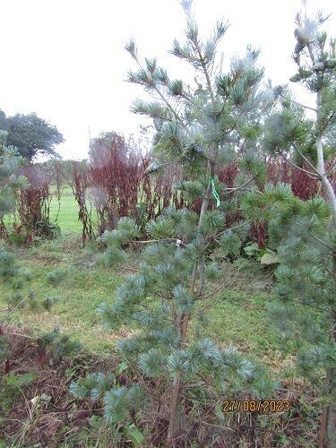 Pinus parviflora templehof 180-190x120cm rb, EXACT ITEM OFFER