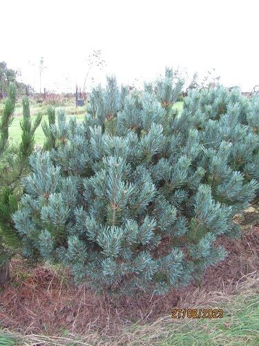 Pinus sylvestris watereriana 35L 130-140x110cm  iro 20yrs old. EXACT ITEM OFFER