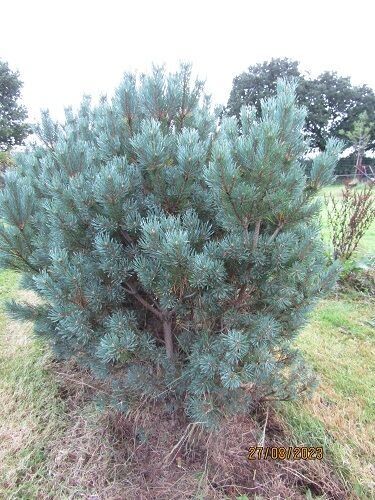 Pinus sylvestris watereriana  160-170x140cm root balled iro 20yrs old. EXACT ITEM OFFER