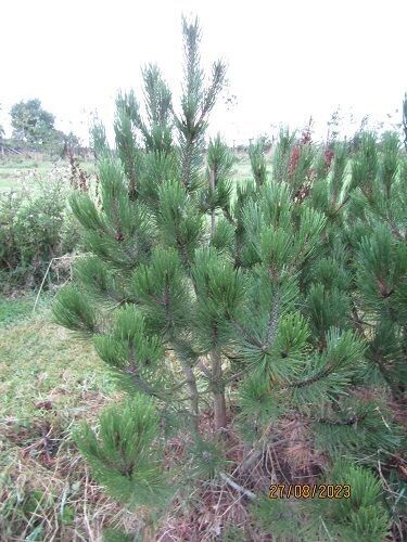 Pinus heldreichii, Bosnian pine 140-150x110cm rb MULTI-STEM, EXACT ITEM OFFER