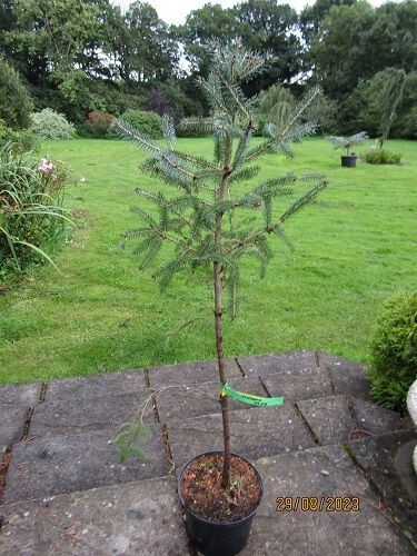 Picea asperata, dragon spruce 5L 105-110cm