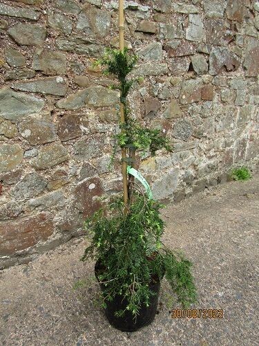 Tsuga canadensis pendula 7.5L 70-80cm