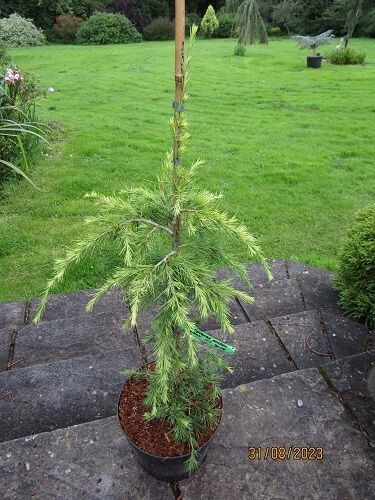 Cedrus deodara golden horizon 10L 85-95cm