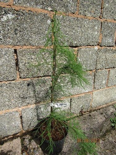 Taxodium ascendens nutans 75-85cm
