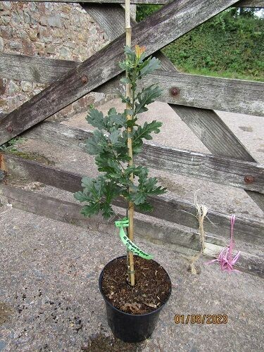 Quercus robur fastigiata koster 5L 70-80cm