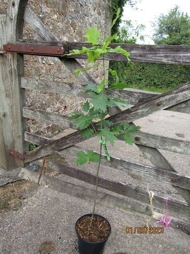 Quercus mauri ( ~rubra x ~coccinea/palustris) 5L 130-140 POA
