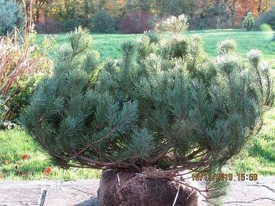 Pinus mugo mughus, dwarf mountain pine 70-80x150cm rb