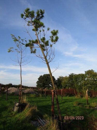 Pinus radiata, monterey pine 110L 450-500cm
