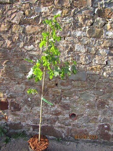 Quercus velutina 7.5L 145-155cm