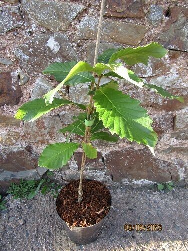 Quercus pondaim 3L 50-60cm