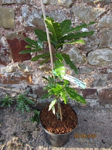 Quercus rhysophylla maya 95-120cm