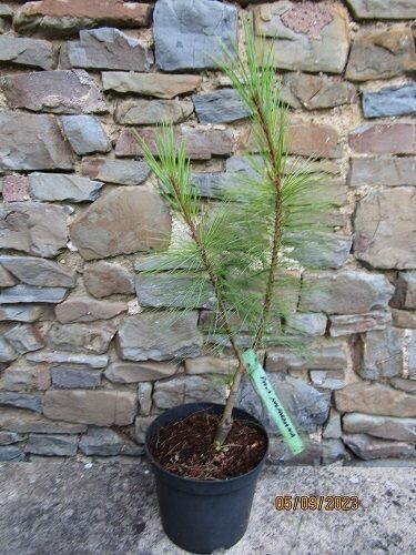 Pinus holfordiana (~ayacahuite x wallichiana) 5L 60-70cm exact item additional photos
