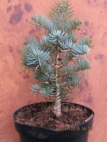 Abies concolor compacta (syn.~violacea compacta) 5L 55-65cm