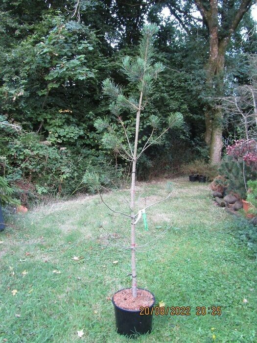 Pinus nigra laricio(syn. ~calabrica,~corsicana, ~maritima) 15L 230-250cm