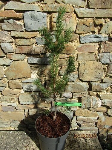 Pinus virginiana, 5L 70-80cm