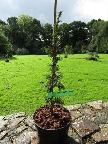 Cedrus libani var. stenecoma 35-45cm