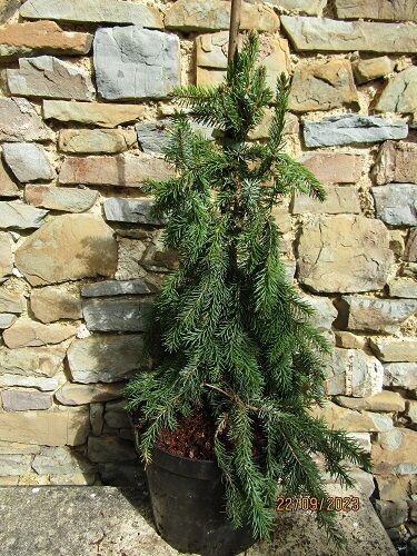Picea omorika pendula 10L 60-70cm