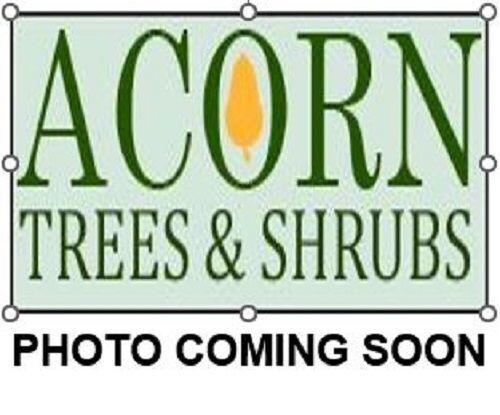 quercus alba, white oak 80-100cm