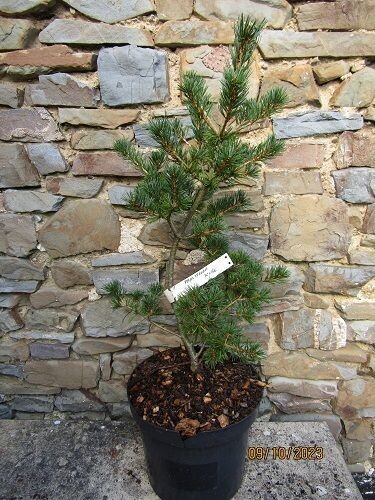 Pinus parviflora kobe 7.5L 65-70cm EXACT ITEM OFFER