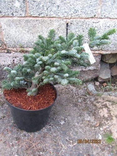 Abies amabilis spreading star 10L 60cm spread. EXACT ITEM OFFER