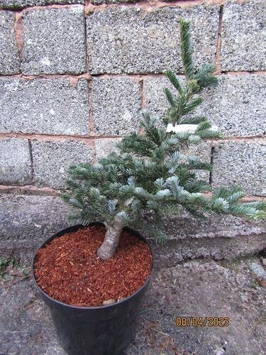 Abies amabilis spreading star 15L 70-80x70cm spread. EXACT ITEM OFFER, 12-15yrs old