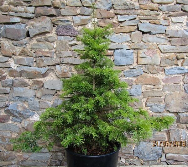 Abies chensiensis, shensi fir 5L 60-70cm as additional picture