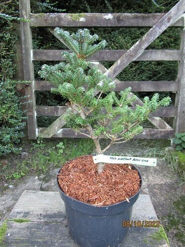 Abies koreana alpin star 5L 35-40cm EXACT ITEM OFFER