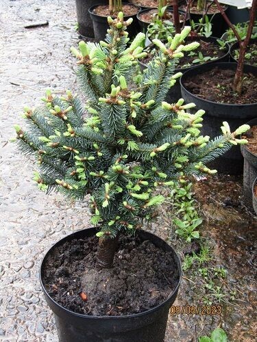 Abies lasiocarpa compacta glauca 5L 45-55cm