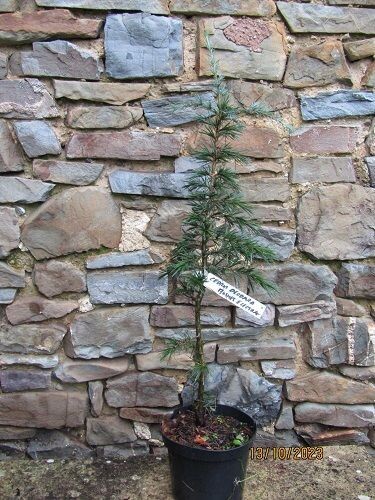 Cedrus deodara Bush's electra 75-80cm