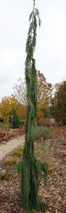 Xanthocyparis nootkatensis strict weeper 135-145cm