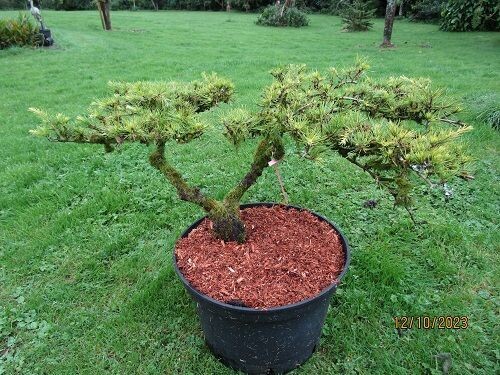 Cedrus deodara golden horizon bonsai, 20L 35-40x105cm iro 30yrs, EXACT ITEM OFFER