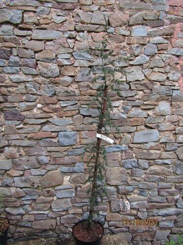 Cedrus deodara karl fuchs (Paktia group) 150-160cm