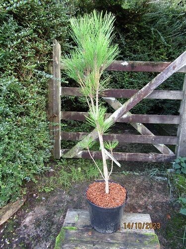 Pinus densiflora erecta 5L 85-90cm