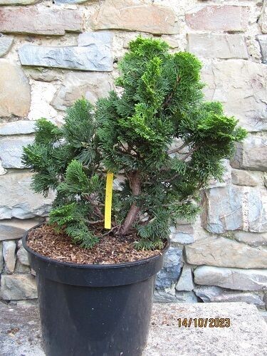 Chamaecyparis obtusa nana gracilis 5L 35-40x40cm