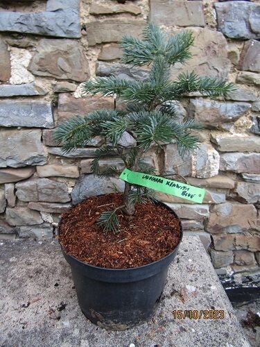 Abies lasiocarpa kenwith blue, Cork bark fir, 5L 40-45cm