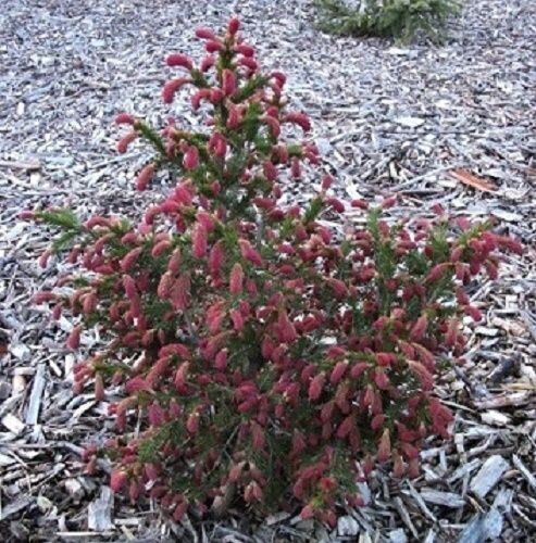 Picea abies rydal 5L 45-50cm