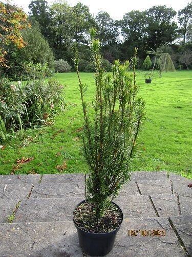 Cephalotaxus harringtonii fastigiata 10L  100-110cm