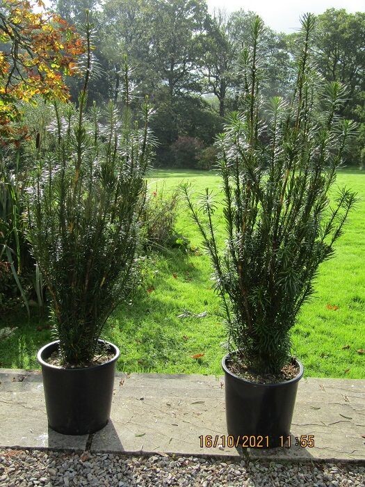 Cephalotaxus harringtonii fastigiata 18L  130-140cm(one bush)