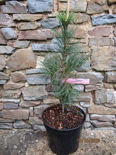 Pinus monticola pendula 5L 50-60cm