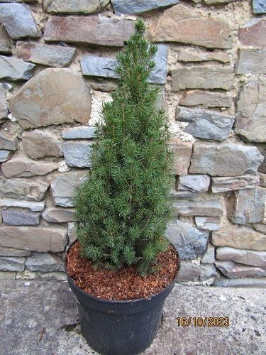 Picea glauca zuckerhut 5L 40-45cm