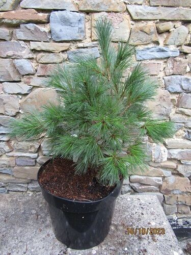 Pinus strobus niagara falls  15L 50-60x55cm