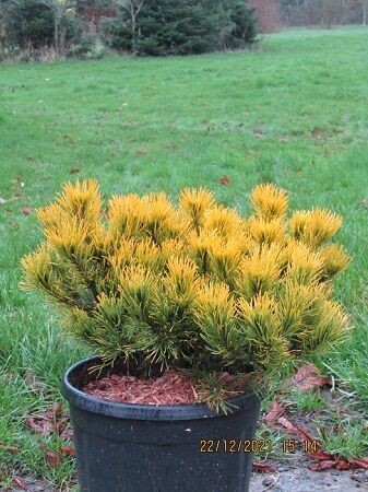 Pinus mugo carstens wintergold 5L 25-30x25-30cm