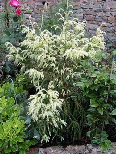 Cryptomeria japonica sekkan sugi, 10L 75-85cm