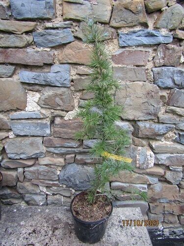 Cedrus deodara Bush's electra 55-65cm