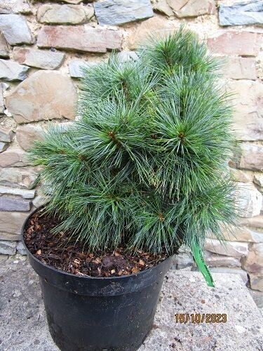 Pinus schwerinii weils champion 12L 40-50x55 cm