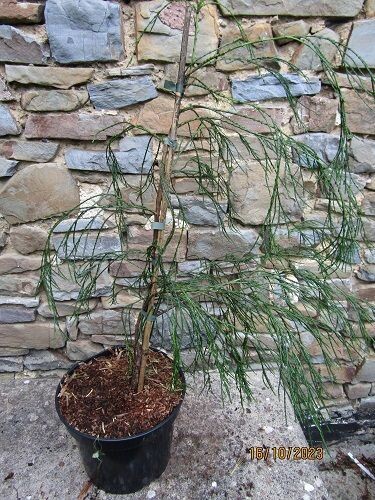 Chamaecyparis lawsoniana drooping solo 5L 60-70