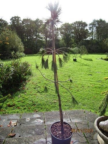Pinus flexilis glauca pendula 15L 155-165cm