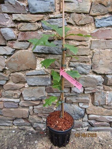 Quercus rubra Boltes gold 100-110cm whip