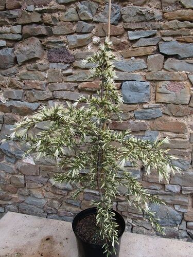 Cedrus deodara silver spring 5L 68-75x55cm add' photo are samples of the offer