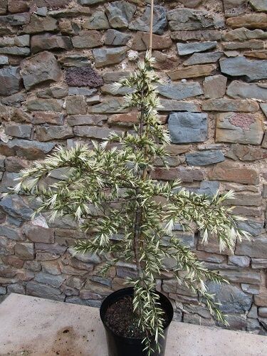 Cedrus deodara silver spring 50-60cm add' photo is a sample of the offer